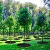 10pcs Non-Woven Degradable Fabric Tree Mulch Ring  Protector Mat Reusable Weed Barrier for Control Root Protection 6