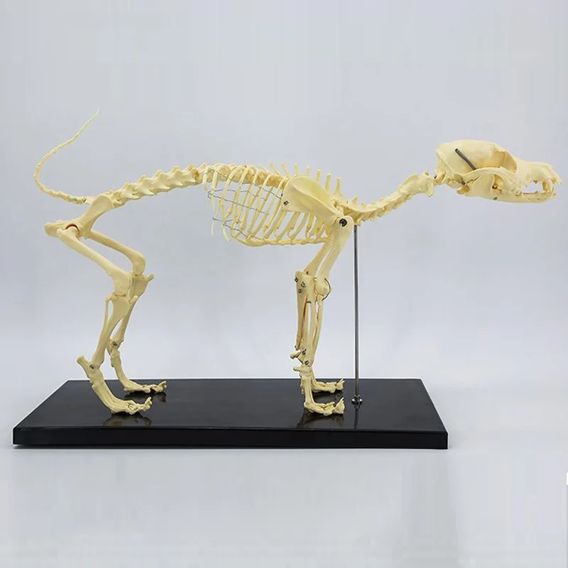 Small Size Dog Skeleton Anatomical Model Medical Science Education Bones Skeleton Specimen Model Teaching Leaning Study Tool