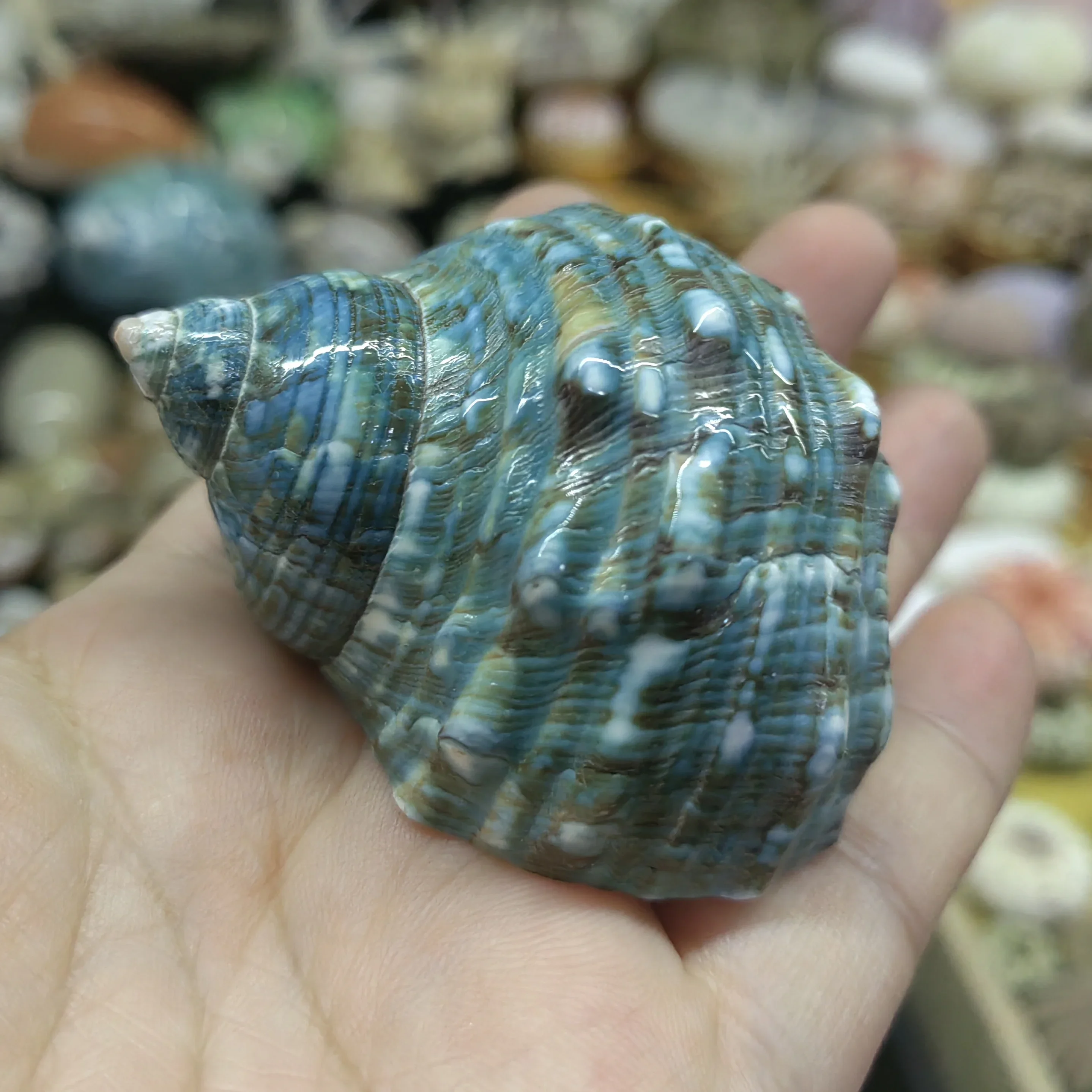 Large Turbo Shell Shells for Crafts Beachy Decor Nautical Decorations for Home Hermit Crab Replacement Shell Jade Gr