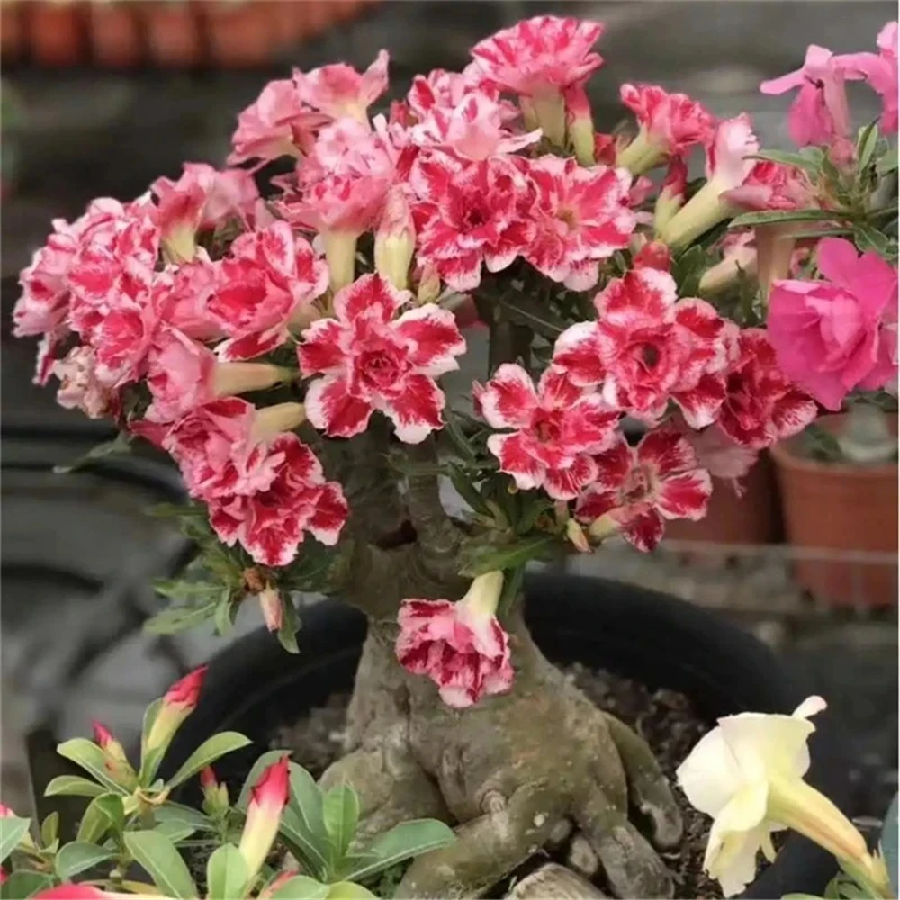 Sideboard Furniture for Desert Rose Flowers Plant Wood