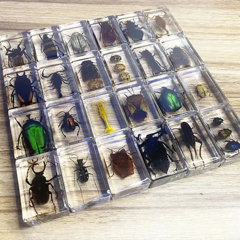 InsectSpecimeninResinModelInsectEpoxyResinBugSpidersBeetles