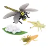 4 Stages Life Cycle of a Dragonfly Simulation Wild Insect Animal Toy Science and Education Toys For Kid Birthday Gift 1