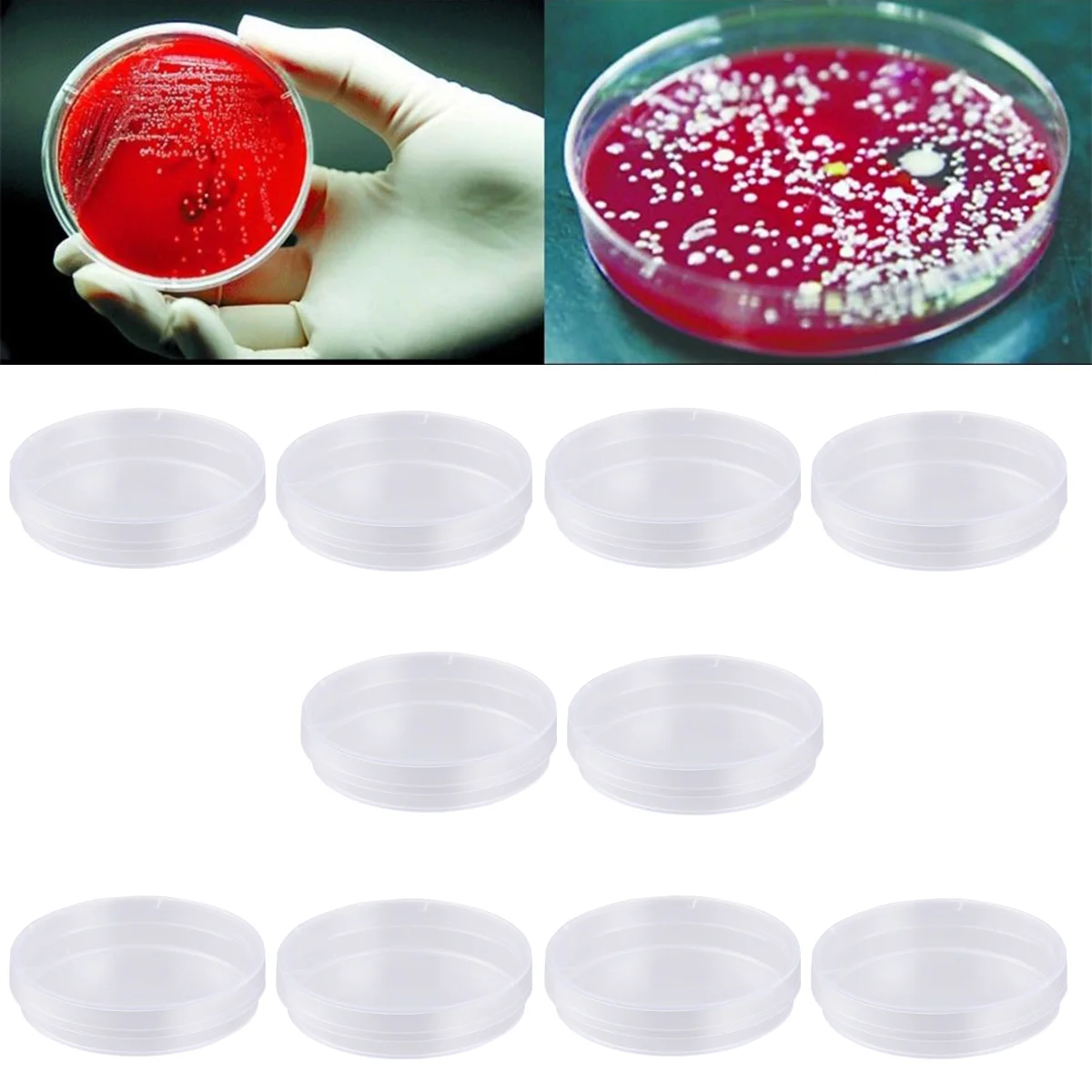 20pcs Petri Dish Set with Lids Culture for School Science Experiment Biology Microbiology Studies 60MM petri dishes
