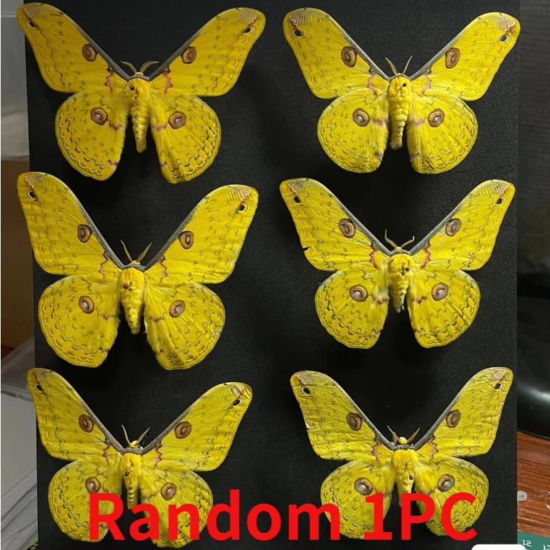 Real moth specimen butterfly specimen DIY handicraft home decoration student observation research hobby collection 2