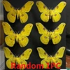 Real moth specimen butterfly specimen DIY handicraft home decoration student observation research hobby collection 2