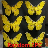 Real moth specimen butterfly specimen DIY handicraft home decoration student observation research hobby collection 2