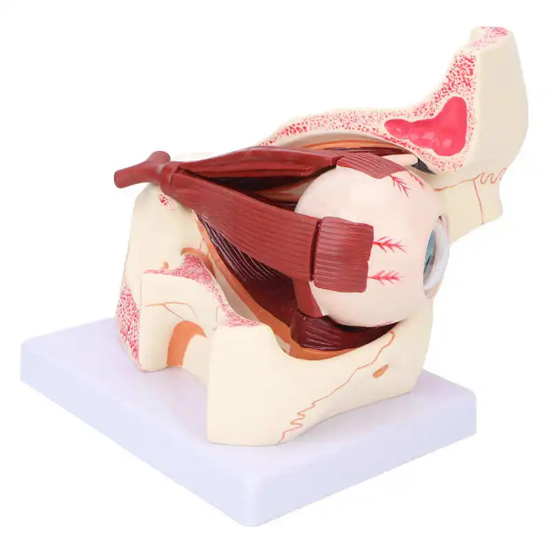 

Human Eye Model Teaching Model PVC for Doctor Patient Communication