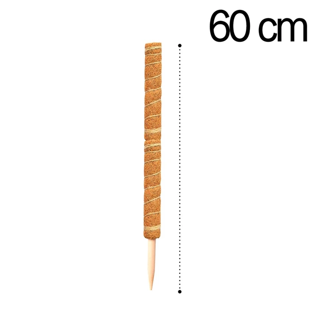 60cm