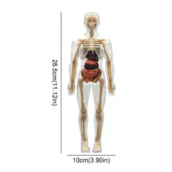 Enhanced 3D Human Torso Anatomy Model with Removable Organs and Skeleton (Human skeleton)