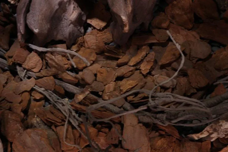 Natürliche kriechende Haustier matte Material Schildkröte Zucht box Landschafts bau Regenwald Tank Landschaft zerquetschte Kiefer Scheiben Kiefern rinde – Detail 12