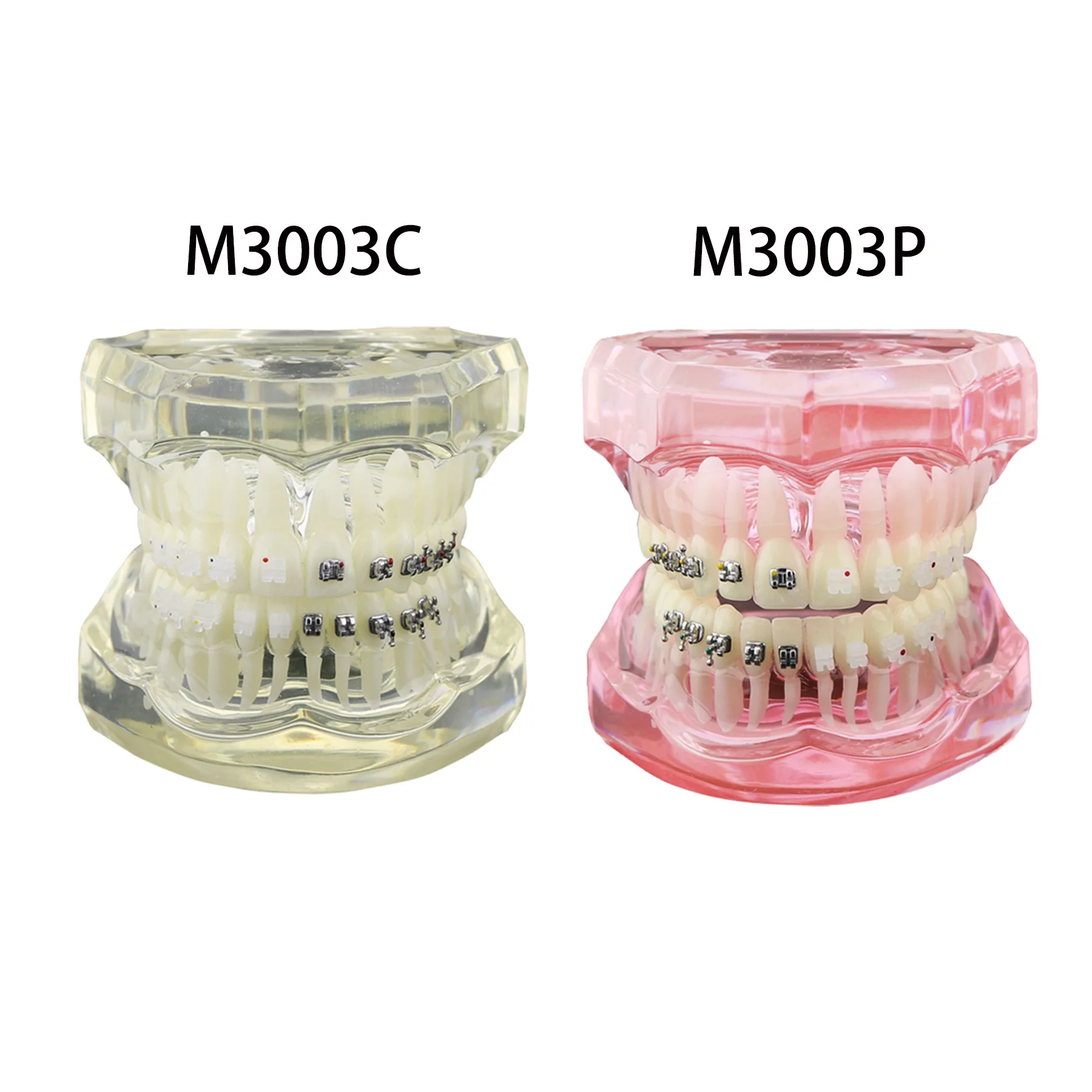 Dental Orthodontic Typodont Teeth Model With Self-Ligating Metal Ceramic Bracket Lingual Hawley Retainer Ligature Standard Demo 2