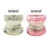 Dental Orthodontic Typodont Teeth Model With Self-Ligating Metal Ceramic Bracket Lingual Hawley Retainer Ligature Standard Demo 2