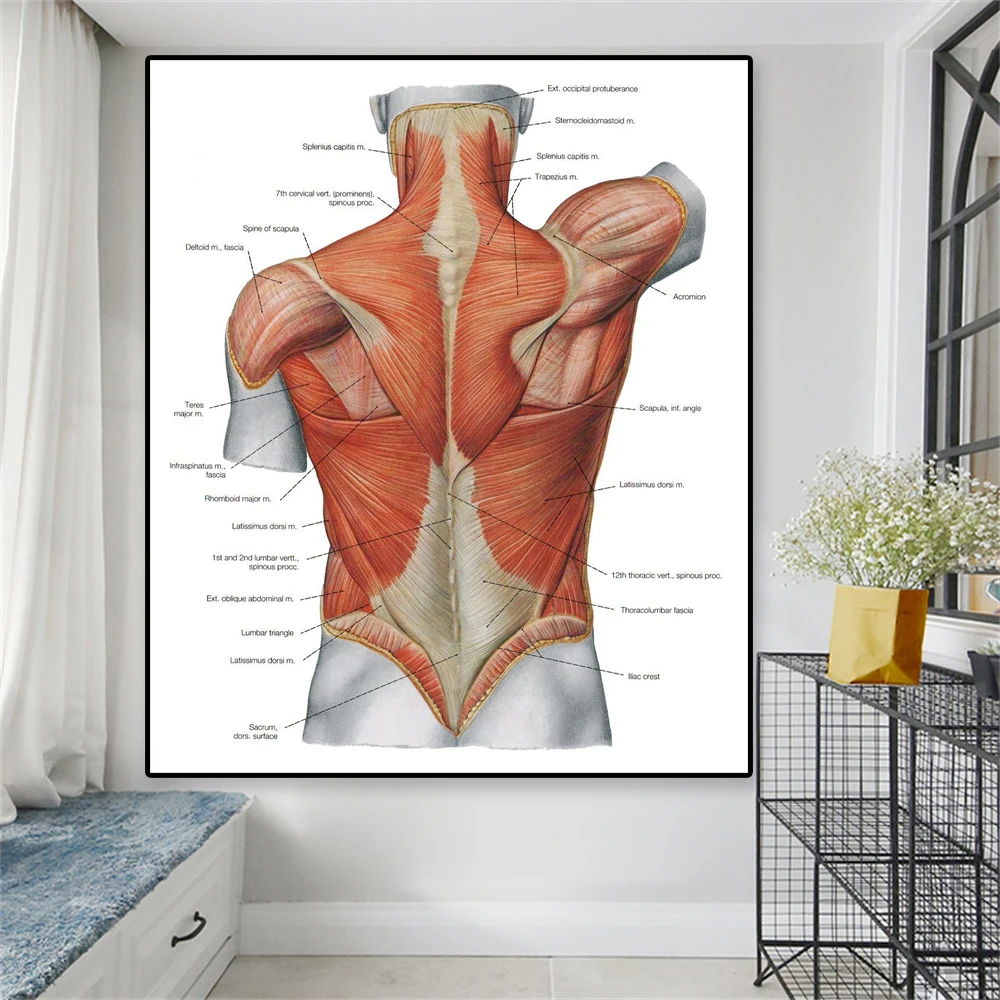 HD anatomia umana Poster Muscles System Art Canvas Painting Body Map stampa  immagini a parete scienza medicina ospedale Office Decor - AliExpress