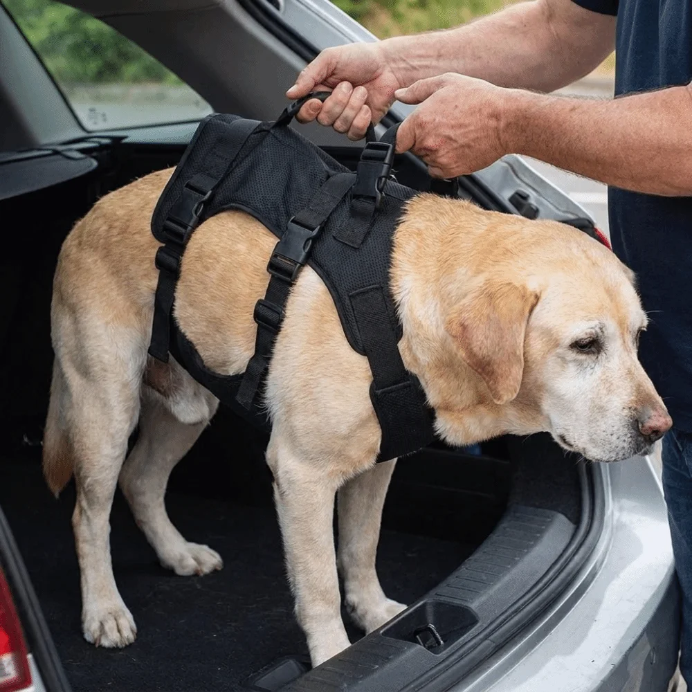 Imbracatura di Sollevamento per Cani con Cinghie Regolabili, Imbottitura Larga per la Pancia, Supporto Completo per il Corpo, Ausilio per la Mobilità, Maniglia di Sostegno, Resistente - immagine 3