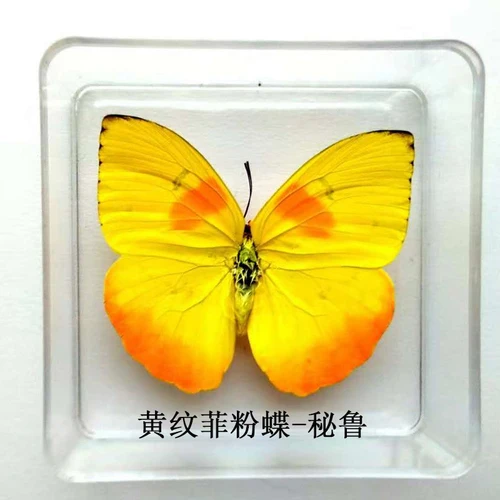 Butterfly Specimen Real Butterfly Specimen Insect Specimen Butterfly Shooting Props DIV Student Teaching Transparent Box Pack 