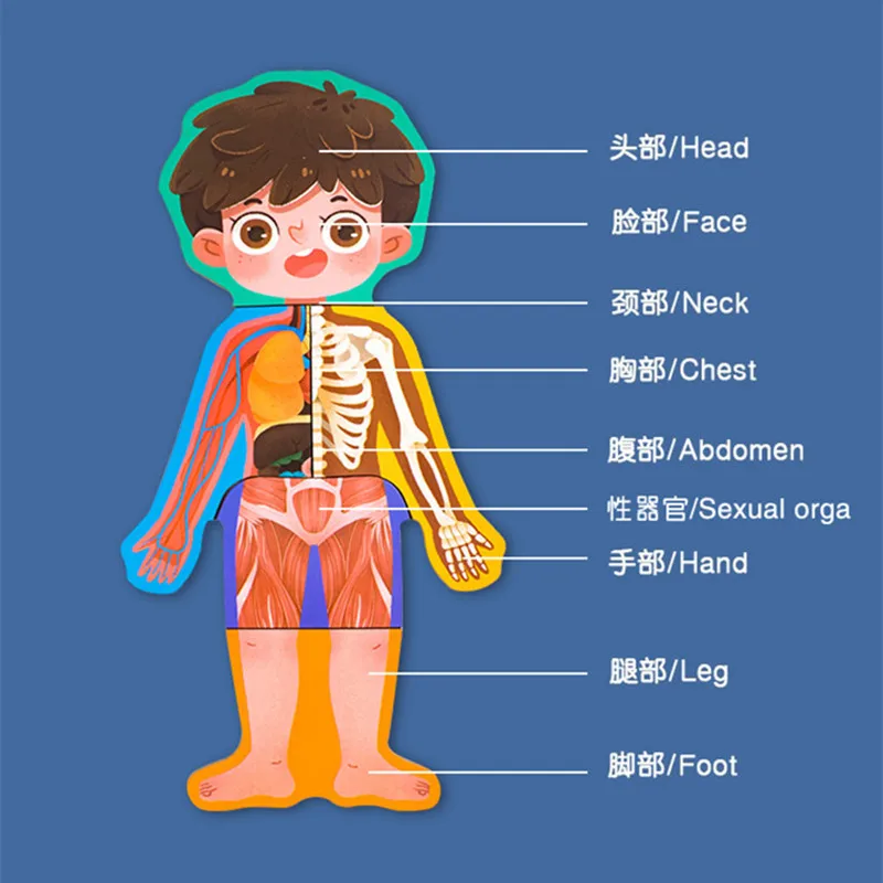 Human Body Structure Bone Cognitive Puzzle Wooden Toys For Boys Girls Children Safety Educational Toys 4