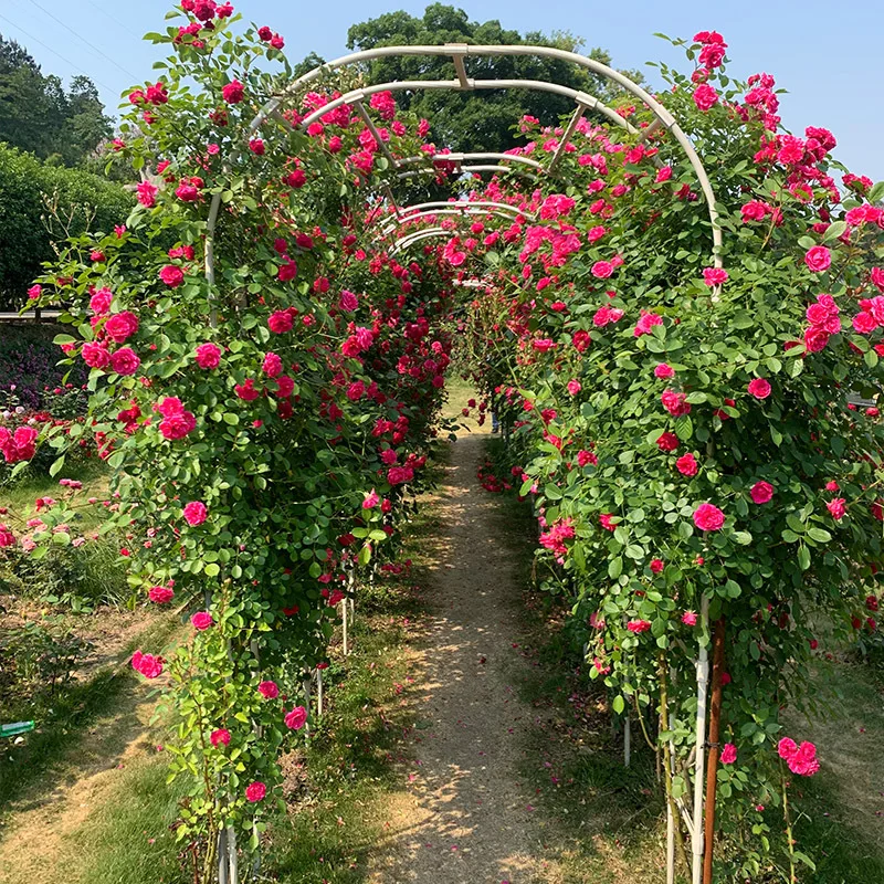Outdoor Weddings Metal Trellis Garden Arch Arbor Trellis for Climbing Plants 2