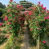 Outdoor Weddings Metal Trellis Garden Arch Arbor Trellis for Climbing Plants 2