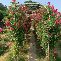 Outdoor Weddings Metal Trellis Garden Arch Arbor Trellis for Climbing Plants 2