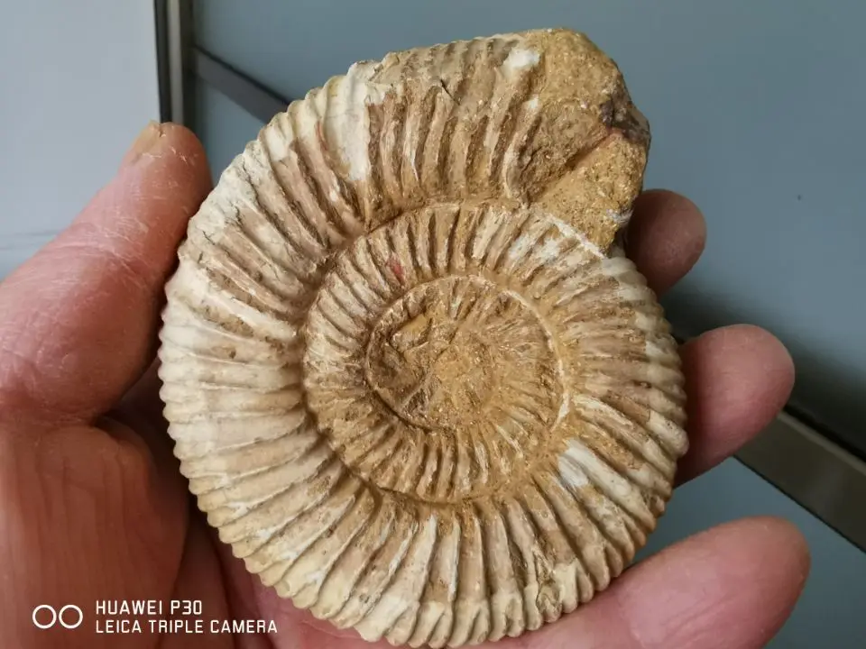 3.23 "Rare White Polished Ribbed Whole Ammonite Nautilus Fossil Shell 159G