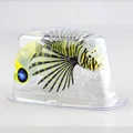 Fish yellow