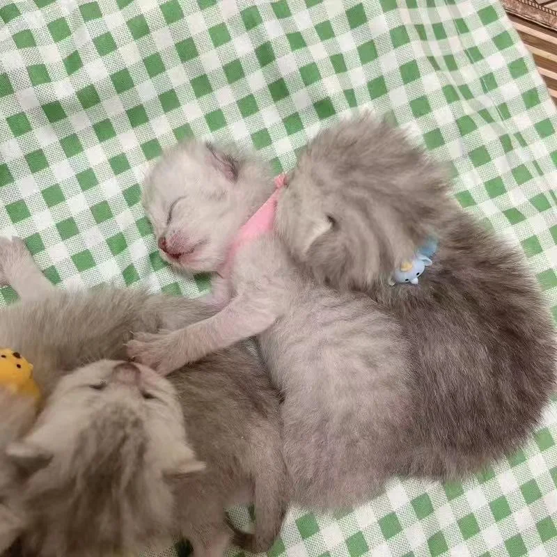 6 Pz/Set Puppy Newborn Pets Identifica Collari In Velluto Regolabile Collari Per Cani E Gatti Per Animali Domestici Collana Per Gattini Collari Per Cu