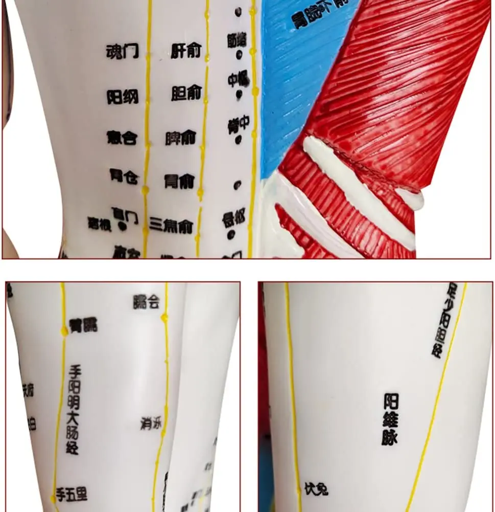 Acupuncture Muscle Meridian Model 5