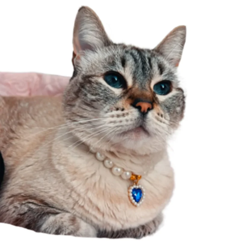 Ÿ  ֿ  ,   ,  Ʈ, ֿ  ǰ,  ũŻ Į,   
