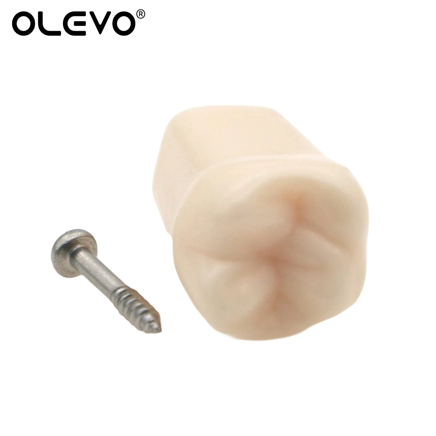 Dental Typodont Teeth Model Removable Individual Screw-in Resin Denture Practice Tooth for Nissin Dentist Teaching Accessories 4
