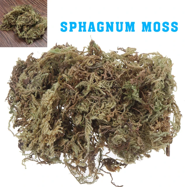 Sphagnum Moha Kerti Ellátja A Mohás Mikro-Föld Ökológiai Palackot Diy Anyag Hidratáló Táplálkozási Szerves Műtrágya
