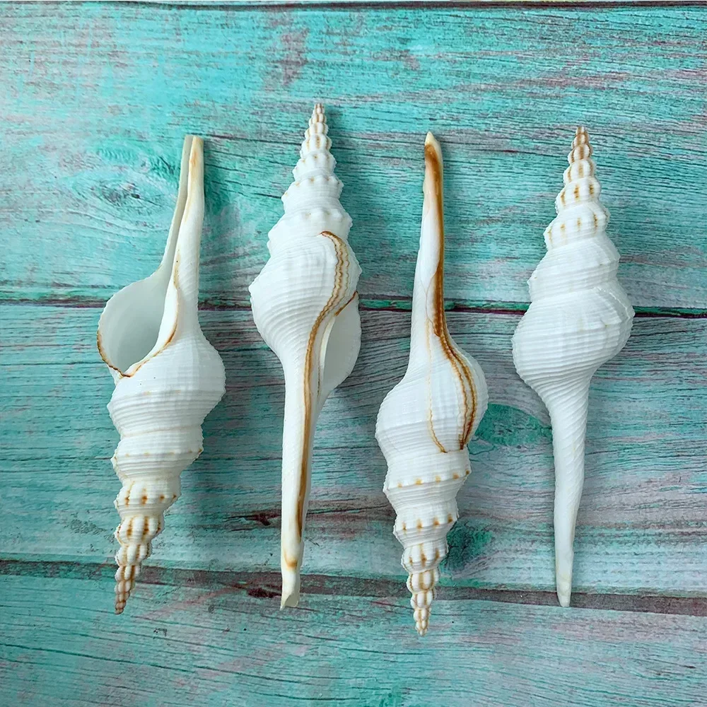 4PCS Natural Shell Ornaments Conch Changting Snail White Fairy Snail Marine Biological Specimen Aquarium Decoration Sea Shells Jewelry DIY natural shell ornaments