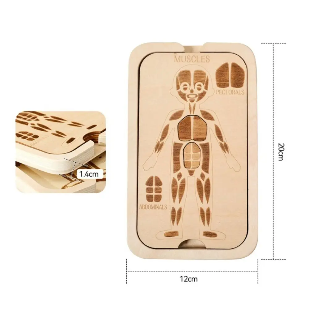 Jigsaw Design Montessori Jigsaw Puzzle Organ Model Educational Anatomy Organ Puzzle Learning Human Structure Human Structure