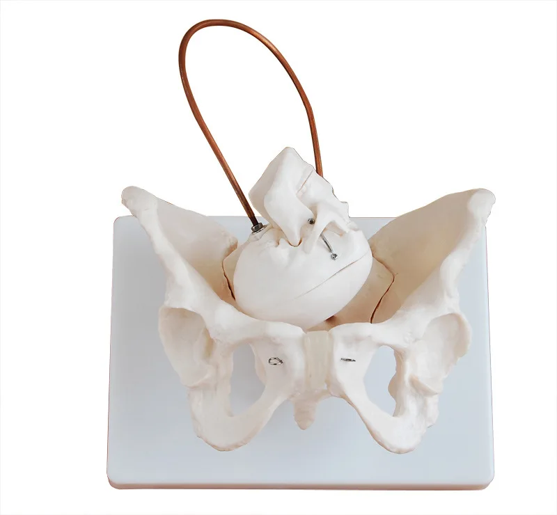 Human pelvis model, bone/skeleton model, fetal head midwifery teaching model