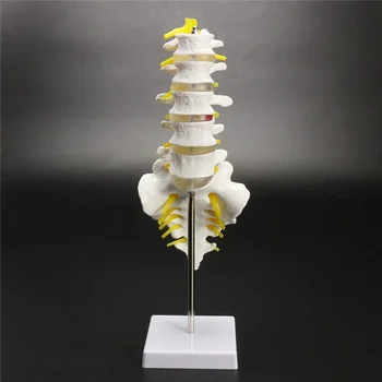 Lumbar Vertebral Spine Model 1