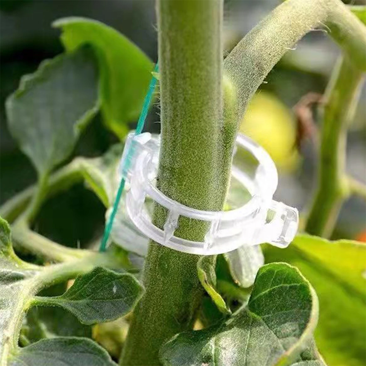 Agriculture Plant Fixing Clips Greenhouse Rattan Vines Vegetables Fixing Unit Clamping Tools Plant Clips 50 Pcs plant fastening clips