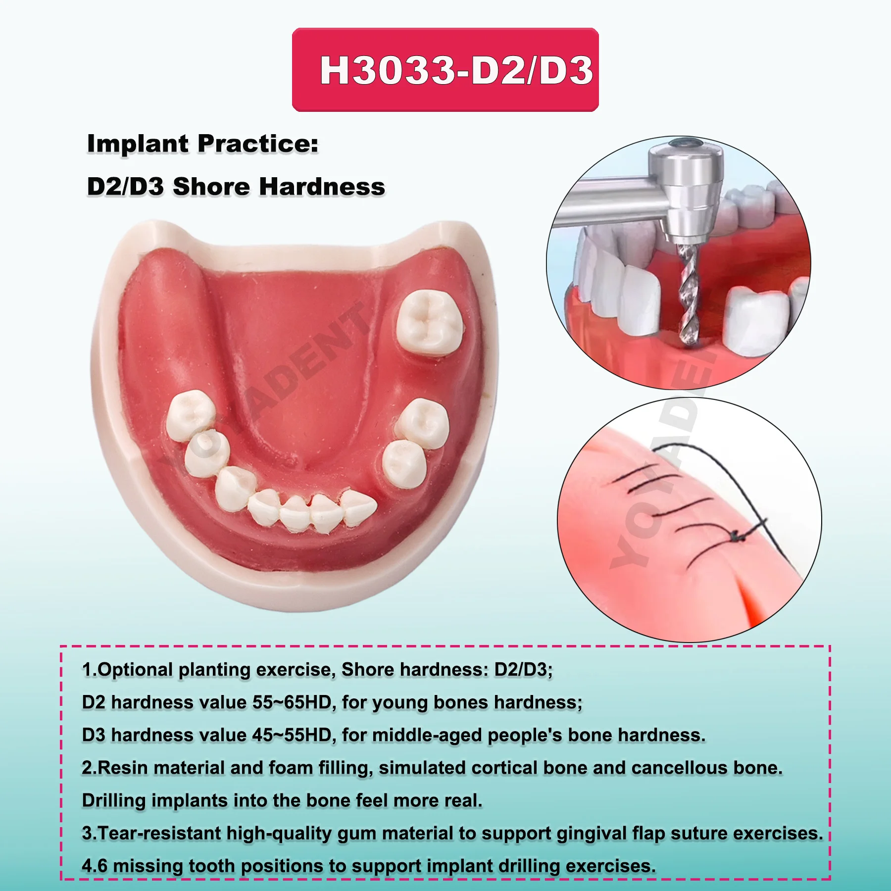 Multiple Types Dental Model Teeth Dental Teaching Models Study Orthodontic Removable Teeth Implant Models Dentist Material 5
