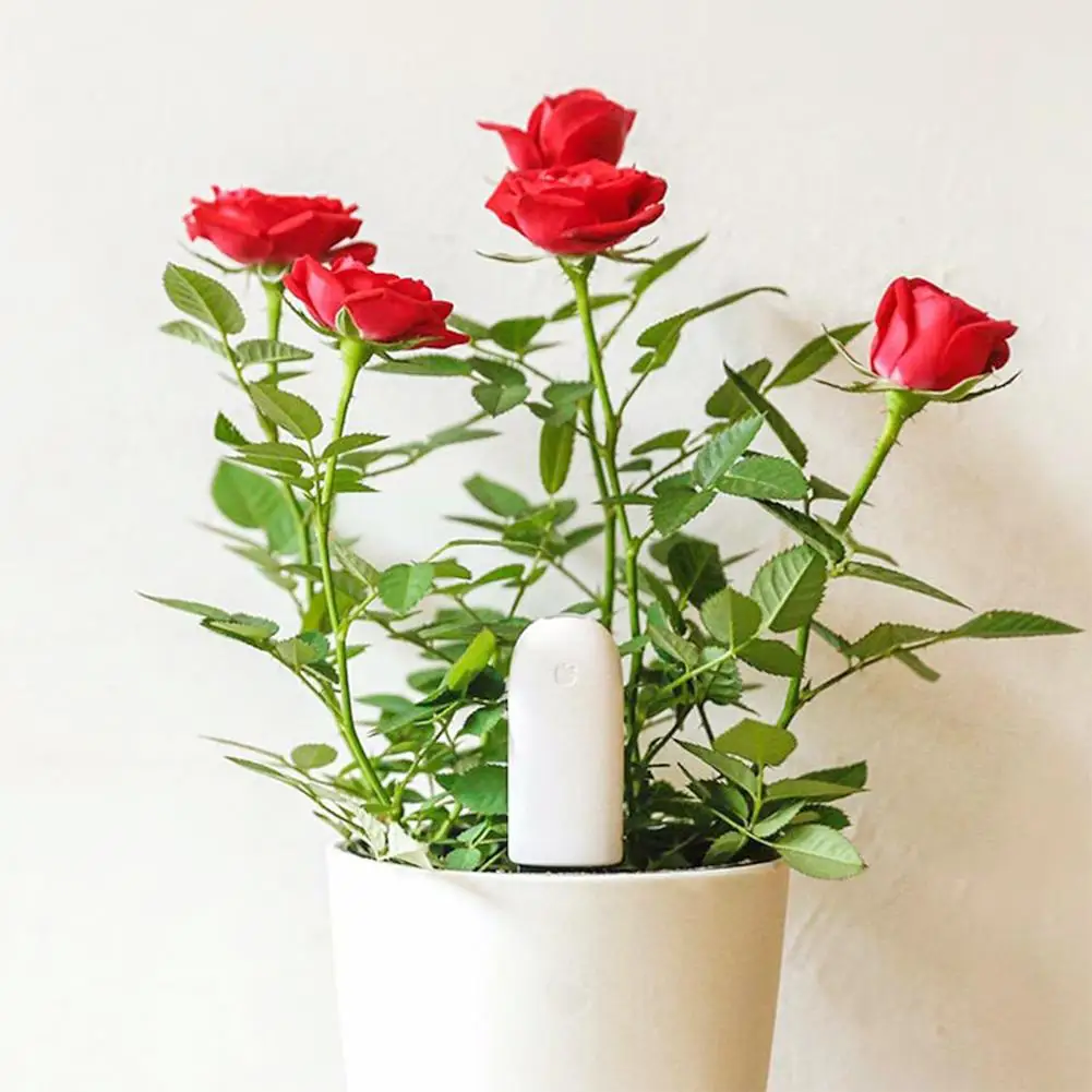      Mi Flora   Ĺ ܵ  ,  ɱ  