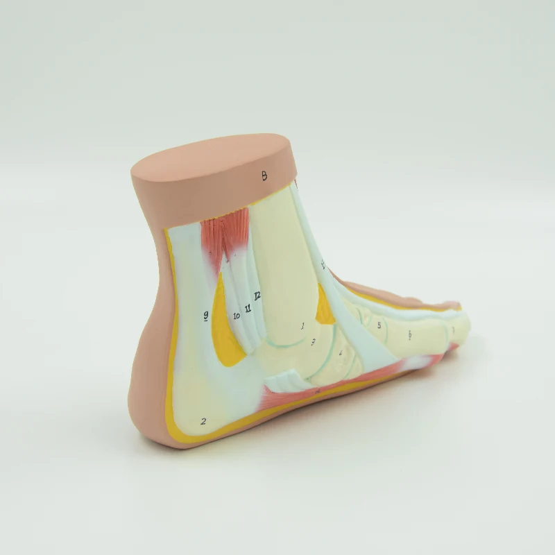 Life Size Flat Foot Model Human Anatomical Tool Foot Skeleton and Muscles Numbered Educational Equipment Medical Sciences