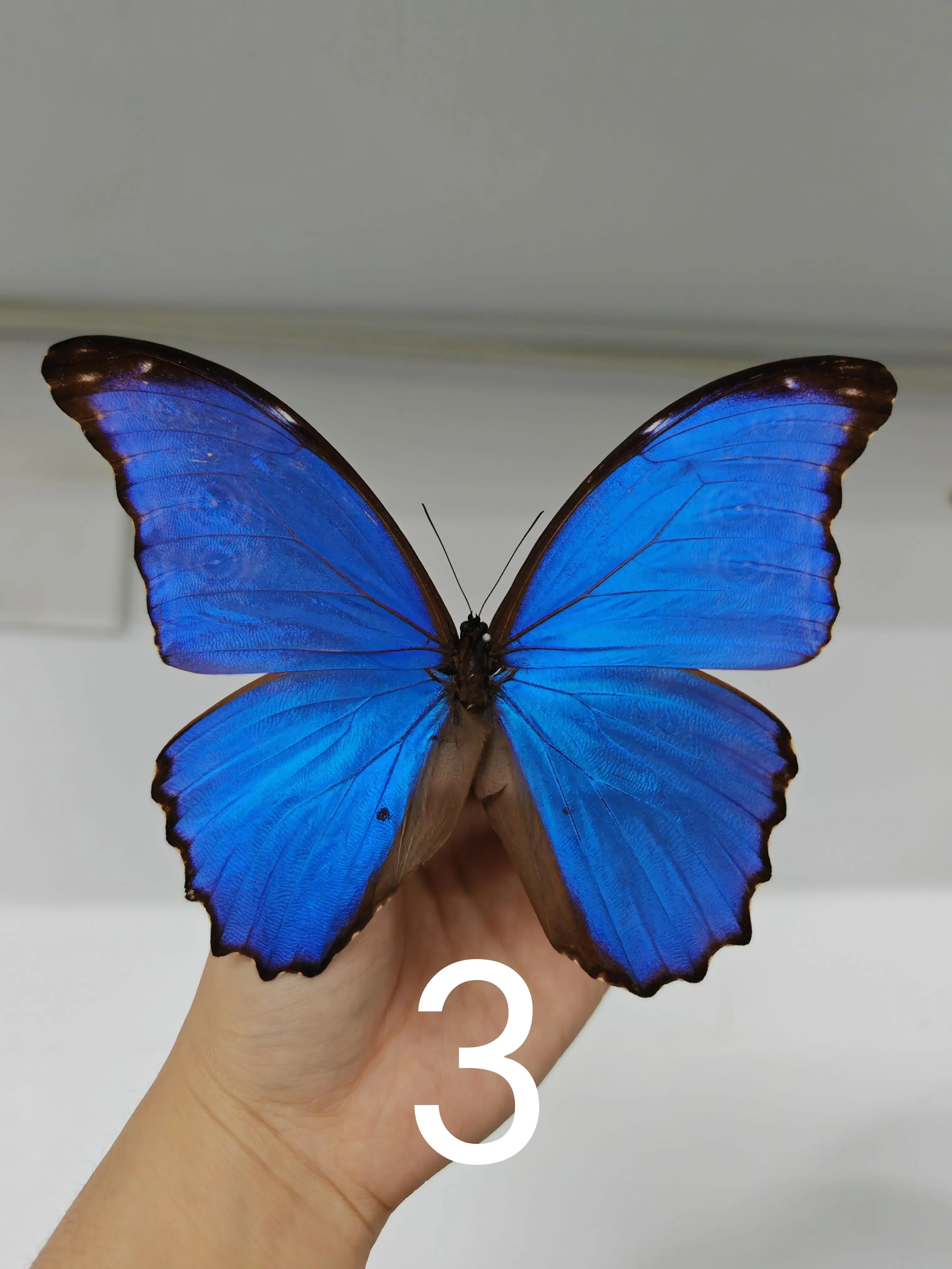 Real Butterfly Specimen Morpho Menelaus Big Blue Flash Butterfly Photo Frame Decorative Painting Ornament Birthday Gift Christma 5