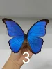 Real Butterfly Specimen Morpho Menelaus Big Blue Flash Butterfly Photo Frame Decorative Painting Ornament Birthday Gift Christma 5