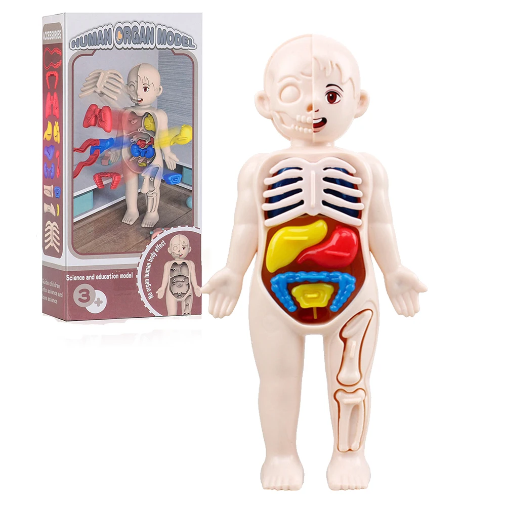 Montessori Toys Children Science Education Human Body Organ Anatomy Model  DIY Assembled Medical Teaching Tools For Kids Gifts - AliExpress, image size:1000x1000