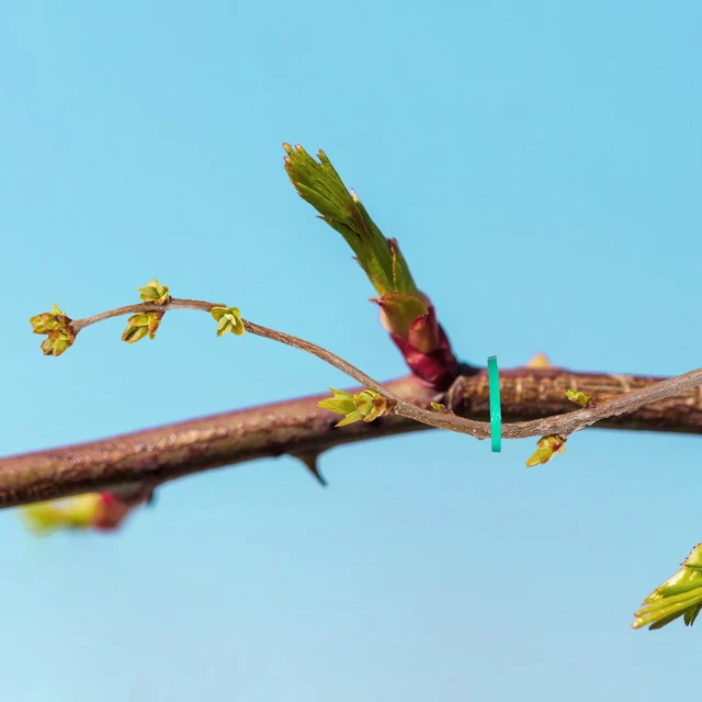 60 db Kerti Növényi Tartó Klipek A Mászáshoz Szőlő Paradicsom Zöldségkar Hurok Bilincs Ültetési Megfogás Tartás Rögzítő Szár - Image 4