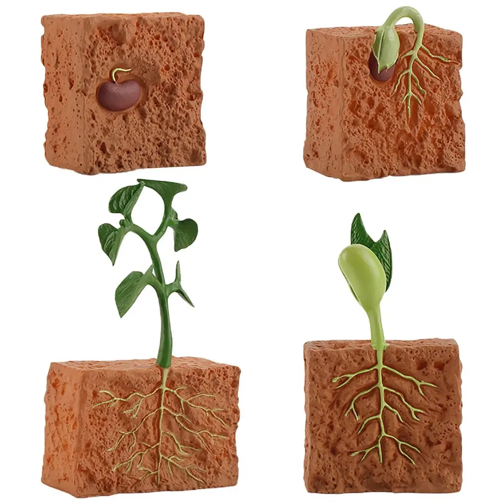 Simulation Green Bean Plant Growth Cycle Model Educational Toys for Children educational toys,animal life cycle toys