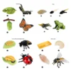 Simulation Biology Model Toy Animals Insects Life Growth Cycle Montessori Children Toys Set Teaching Aids Educational Toys 1