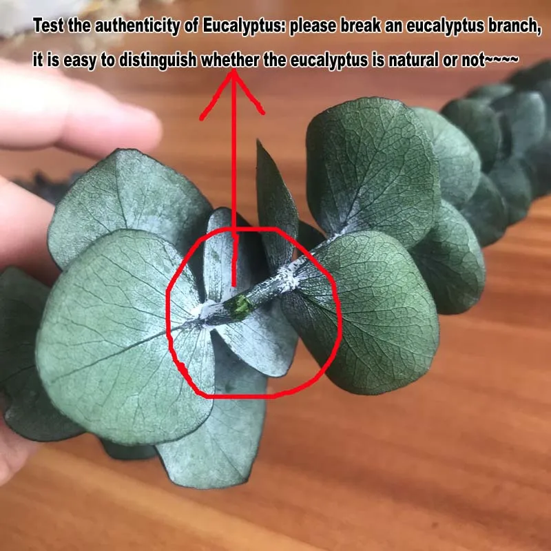 Рисунок 6 - Листья настоящего эвкалипта 10 шт.