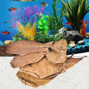 Indian Almond Aquarium Leaves 1