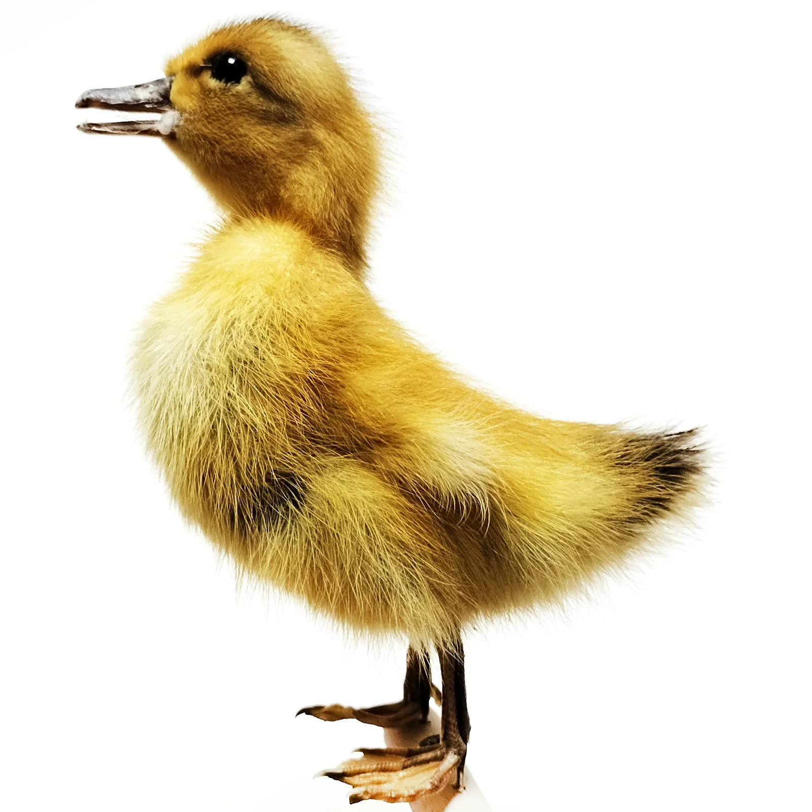 Miniature Duck Figurines Stuffed Duckling Specimen Yellow Duck Birds Taxidermy Home Decor-Perfect for Collecting, Special Gifts