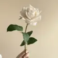 Milk white