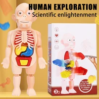 Children's Montessori 3D Puzzle Human Body Anatomy Model Educational Learning Organ Assembled Toy Body Organ Teaching Tool 1