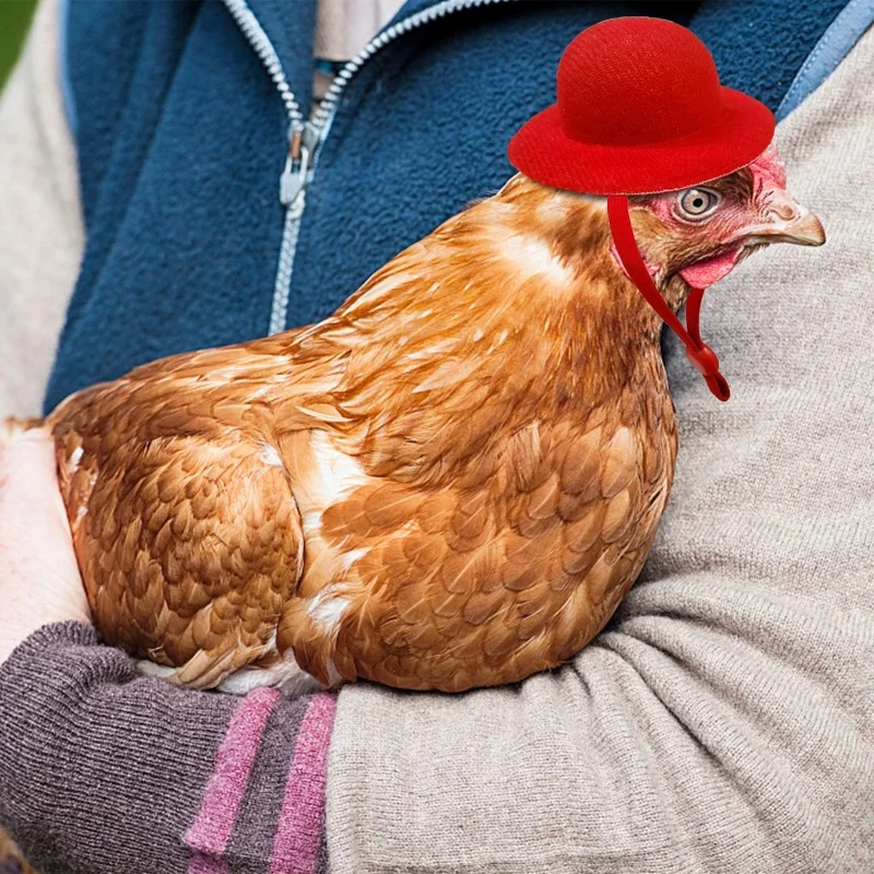 Chicken Helmet,Chicken Toys Accessories,Chicken Decoration Chicken Hat For Hens Tiny Pets Funny Chicken Accessories Hen Top Hat For Rooster Duck Parrot Hamster Poultry Stylish Show Costum